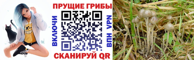 Купить где  Магадан  Псилоцибиновые грибы Psilocybine cubensis 